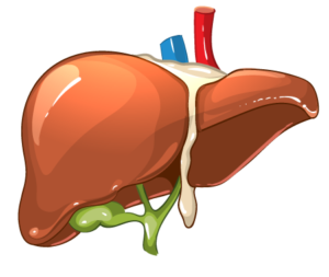 fegato-organo-umano